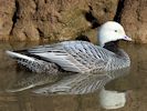 Emperor Goose (WWT Slimbridge April 2013) - pic by Nigel Key